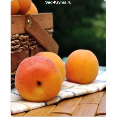 Саженцы абрикоса Лучистый  > описание и фото саженца