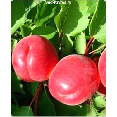 Саженцы абрикоса Ред Тардив > фото и цена саженца