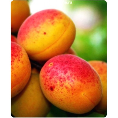 Саженцы абрикоса Светлоградский > цена и описание саженца