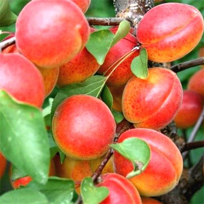 Саженцы абрикоса Цунами > цена и фото саженца