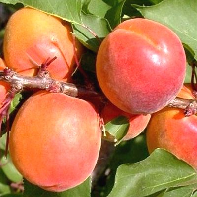 Саженцы абрикоса Эрли Оранж > фото и цена саженца