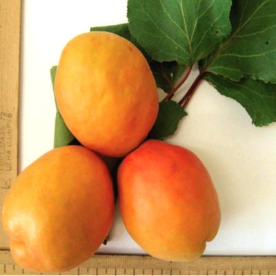 Саженцы абрикоса Крокус > фото и описание саженца