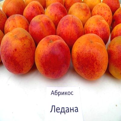 Саженцы абрикоса Ледана > описание и цена саженца