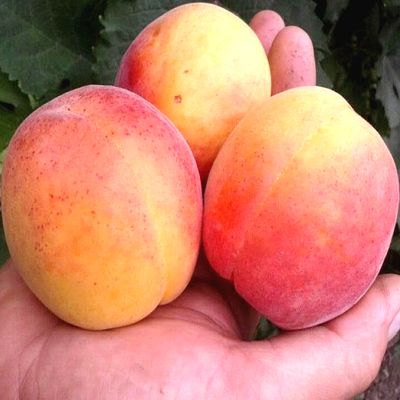 Саженцы абрикоса NJA 19 > цена и описание саженца