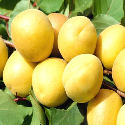 Саженцы абрикоса Шалах > цена и описание саженца