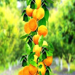Саженцы абрикоса колоновидного Марсель