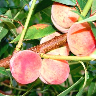 Саженцы персика Редвин > описание и цена саженца