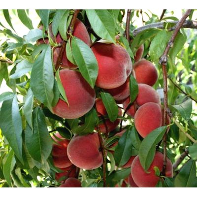 Саженцы персика колоновидного Тотем садовода > фото и описание саженца