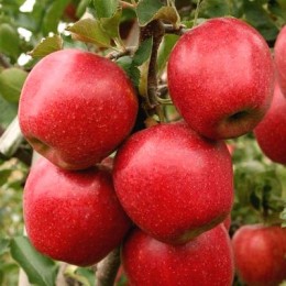 Саженцы яблони Ева