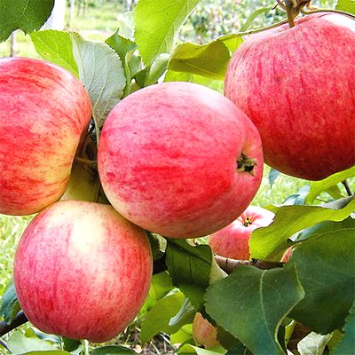 Саженцы яблони Мельба > цена и описание саженца