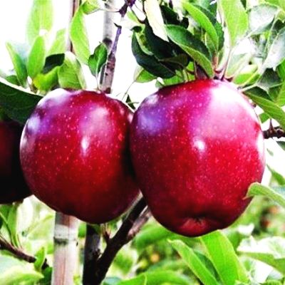 Саженцы яблони Ред Делишес > цена и описание саженца