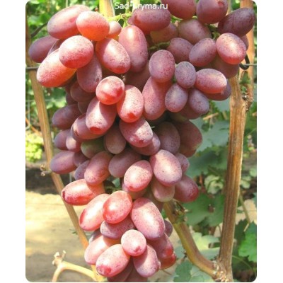 Саженцы винограда Андрюша > фото и описание саженца