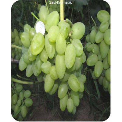 Саженцы винограда Бажена > цена и фото саженца