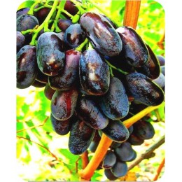 Саженцы винограда в Кисловодске