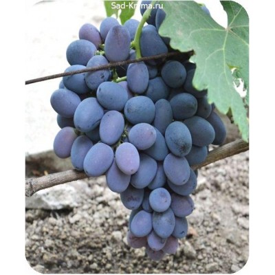 Саженцы винограда Фуршетный > цена и описание саженца