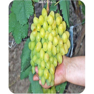 Саженцы винограда Галахад > описание и цена саженца