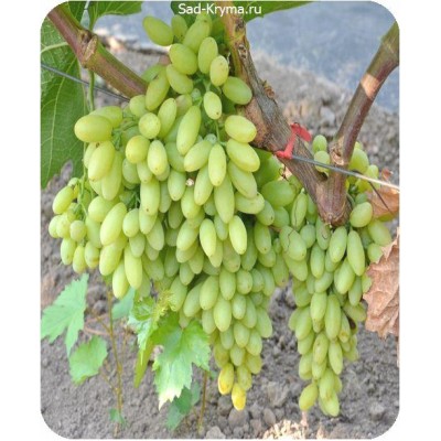 Саженцы винограда К-ш 6-4 > фото и описание саженца