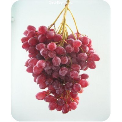 Саженцы винограда к/ш Велес > фото и цена саженца