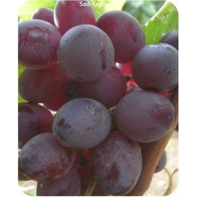 Саженцы винограда Мастер > описание и цена саженца