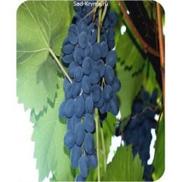 Саженцы винограда Молдова