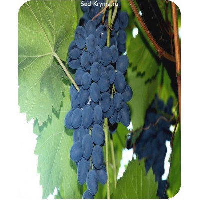 Саженцы винограда Молдова > фото и цена саженца
