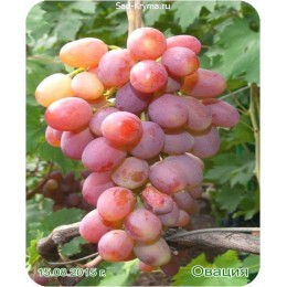 Саженцы винограда Овация
