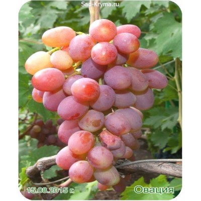 Саженцы винограда Овация > описание и фото саженца