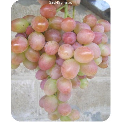 Саженцы винограда Парижанка > описание и цена саженца