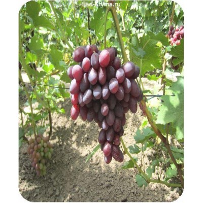 Саженцы винограда Подарок Ирине > фото и цена саженца