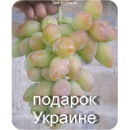 Саженцы винограда Подарок Украине