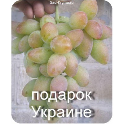 Саженцы винограда Подарок Украине > цена и описание саженца