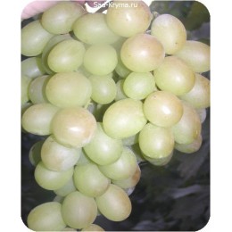 Саженцы винограда Рафинад