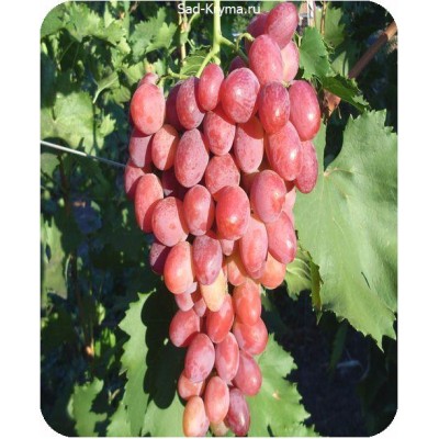 Саженцы винограда Рубиновый Юбилей > описание и фото саженца