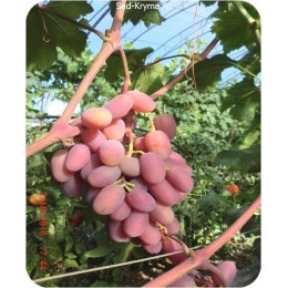 Саженцы винограда Шахеризада