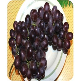 Саженцы винограда Шоколадный