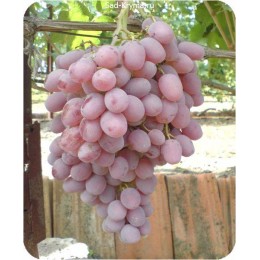 Саженцы винограда Тайфи розовый