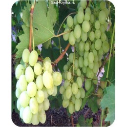 Саженцы винограда Ванюша