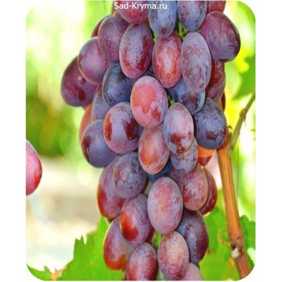 Саженцы винограда Виктория > фото и описание саженца