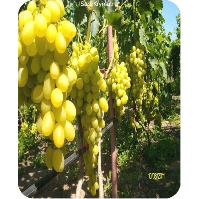 Саженцы винограда Вива Айка > описание и фото саженца