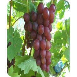 Саженцы винограда Хатабыч